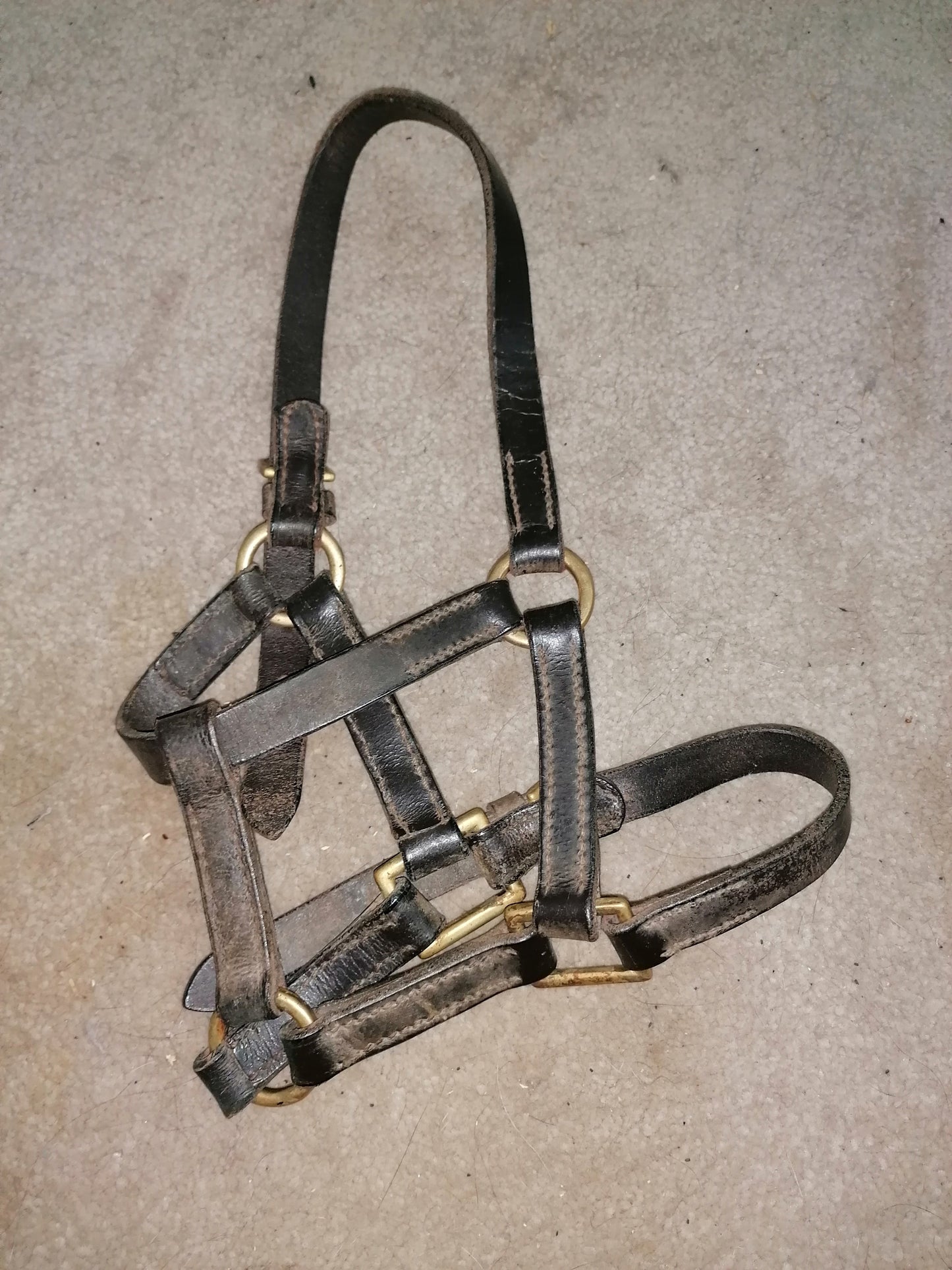 Leather Foal/Shetland Headcollar